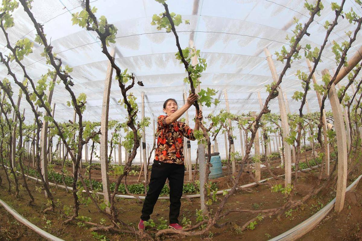 ilustrasi kebun anggur