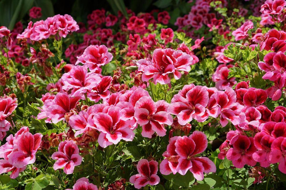 ilustrasi tanaman geranium (pixabay.com/Rodrigomube)