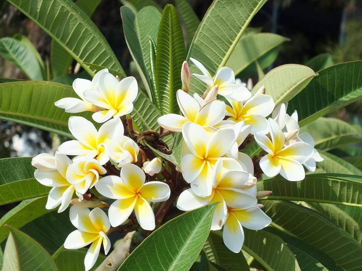 ilustrasi tanaman plumeria