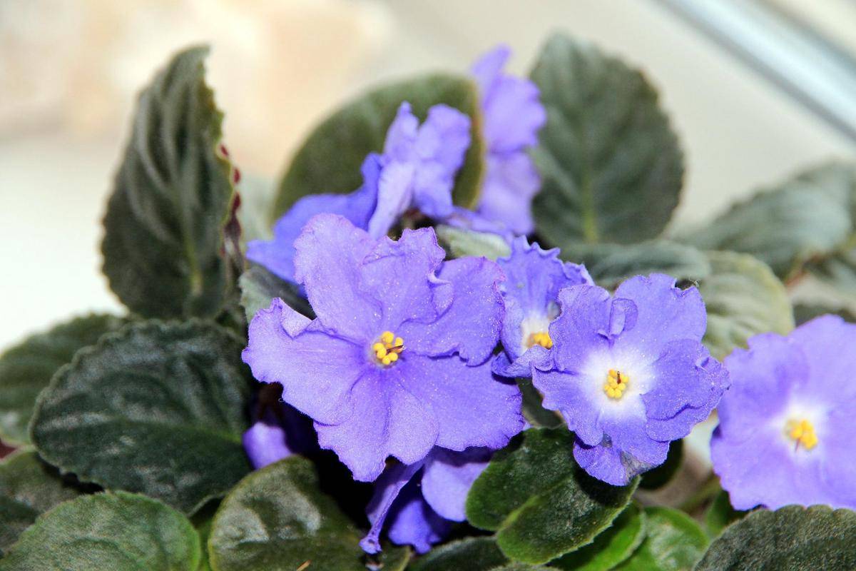 ilustrasi tanaman african violet