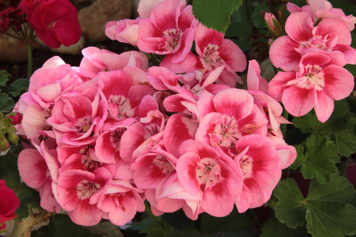 ilustrasi tanaman geranium (pixabay.com/begonvilliev)