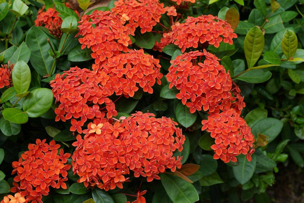 ilustrasi tanaman ixora (unsplash.com/Stephen Kong)