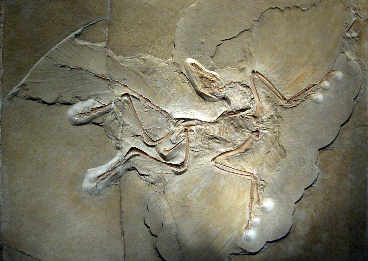 burung.jpg
