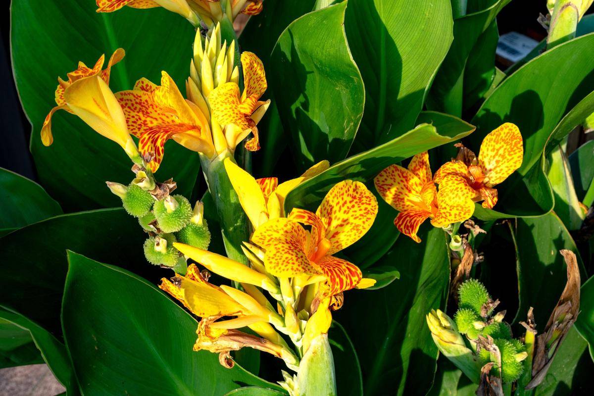 ilustrasi tanaman canna lily
