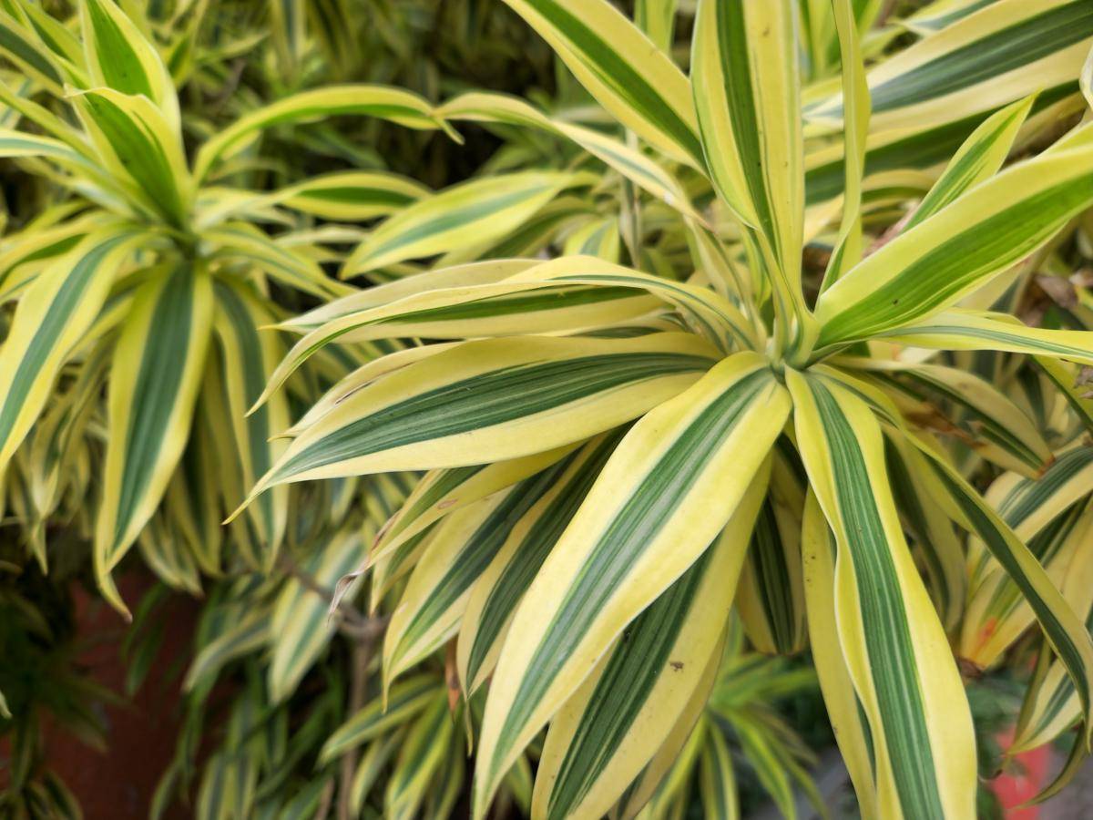 ilustrasi tanaman dracaena