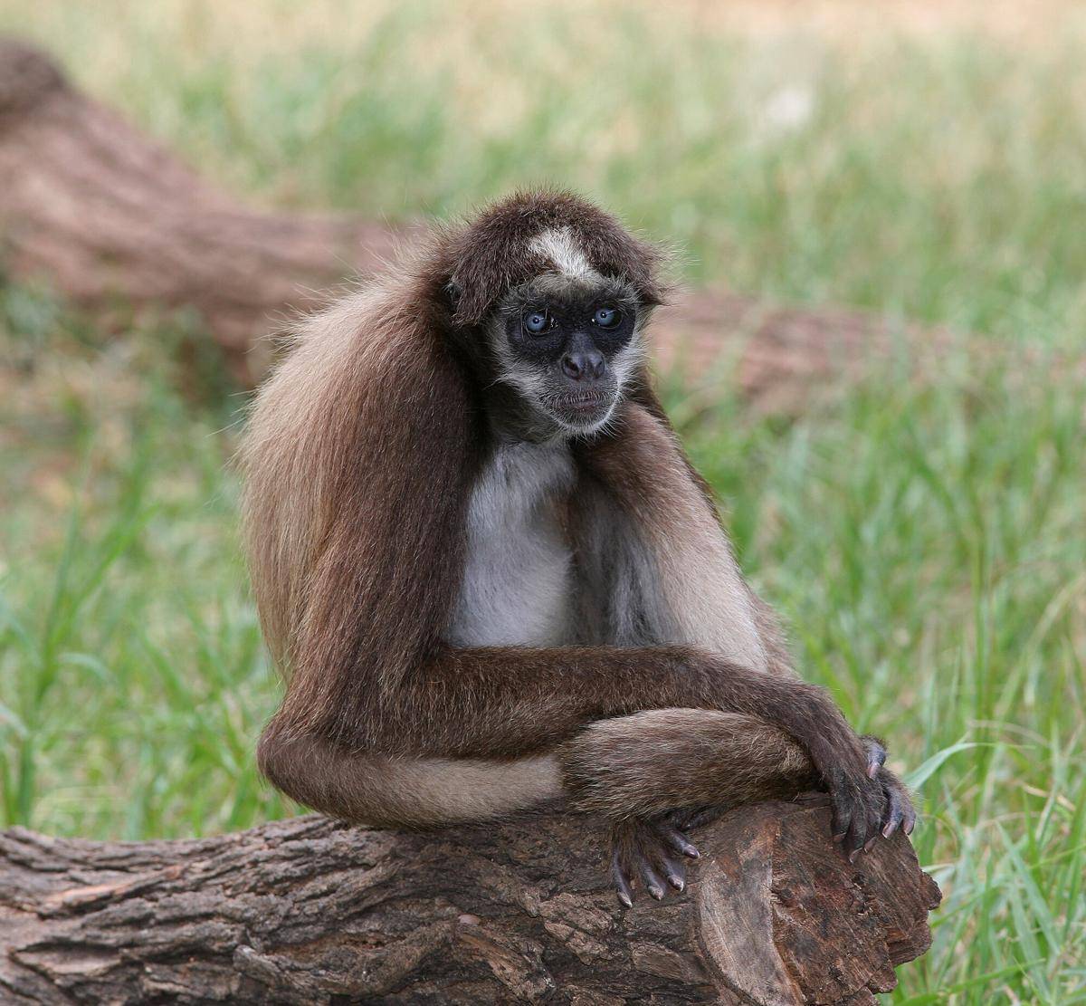 Variegated Spider Monkey