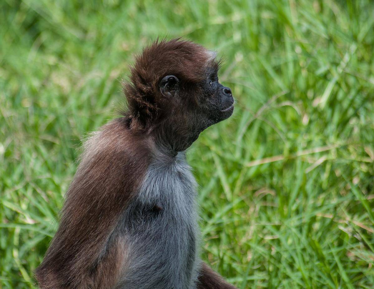 Variegated Spider Monkey