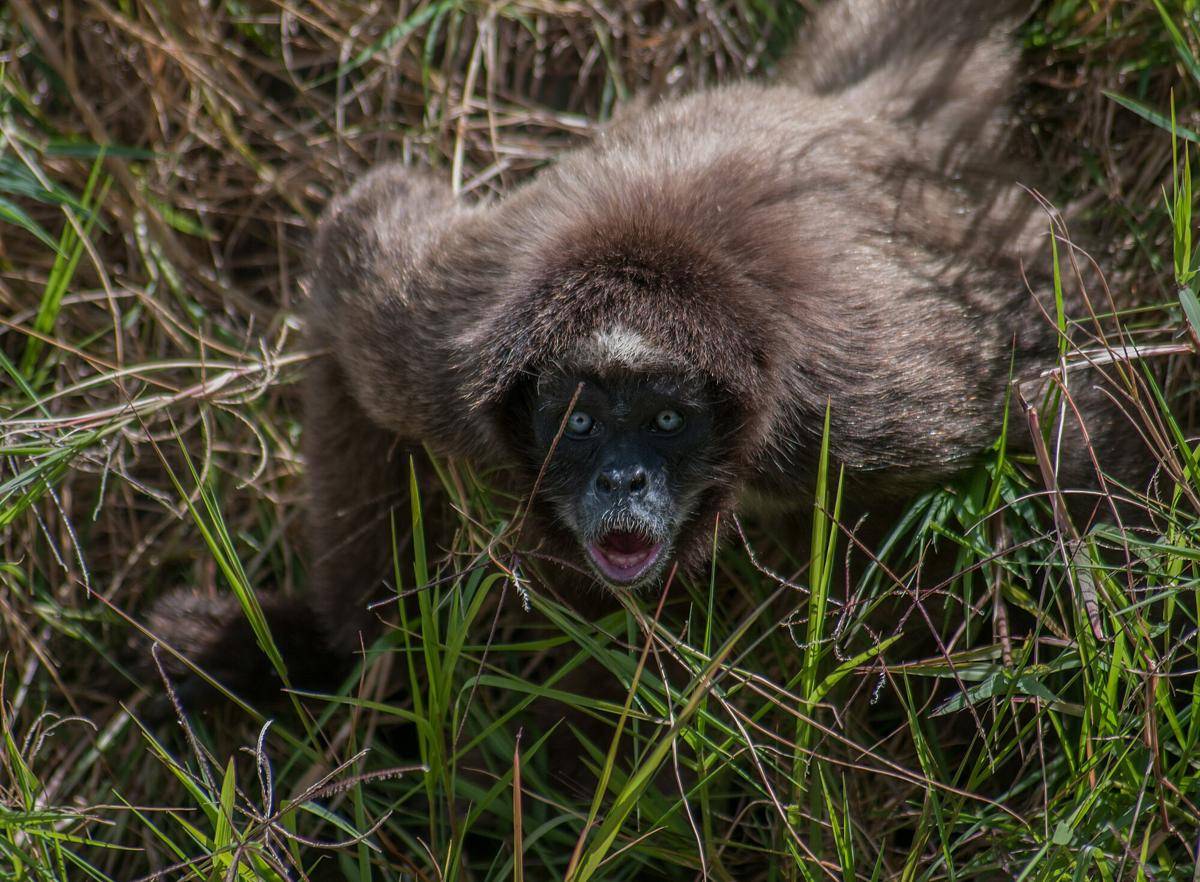 Variegated Spider Monkey