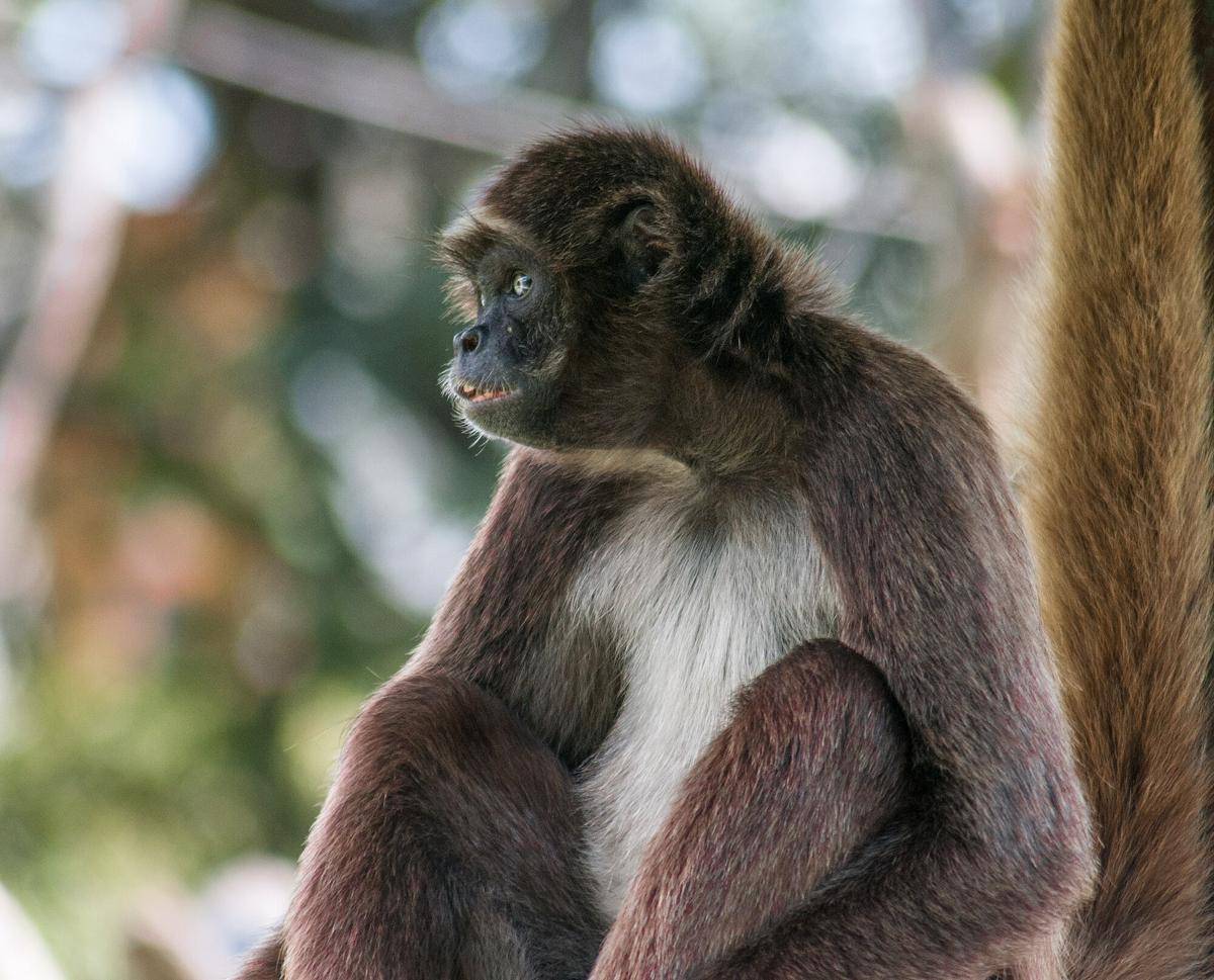 Variegated Spider Monkey