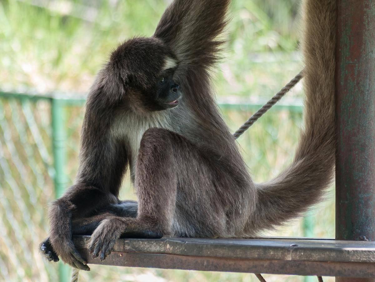 Variegated Spider Monkey