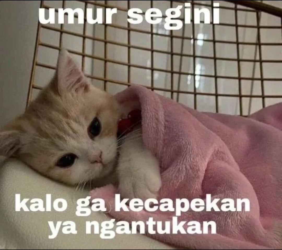 meme ngantuk