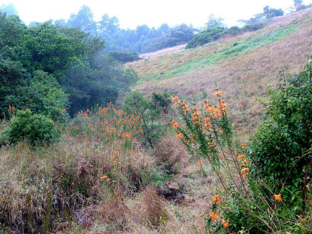 Leonotis Leonurus