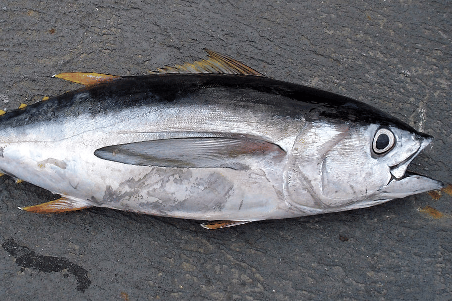 tuna mata besar