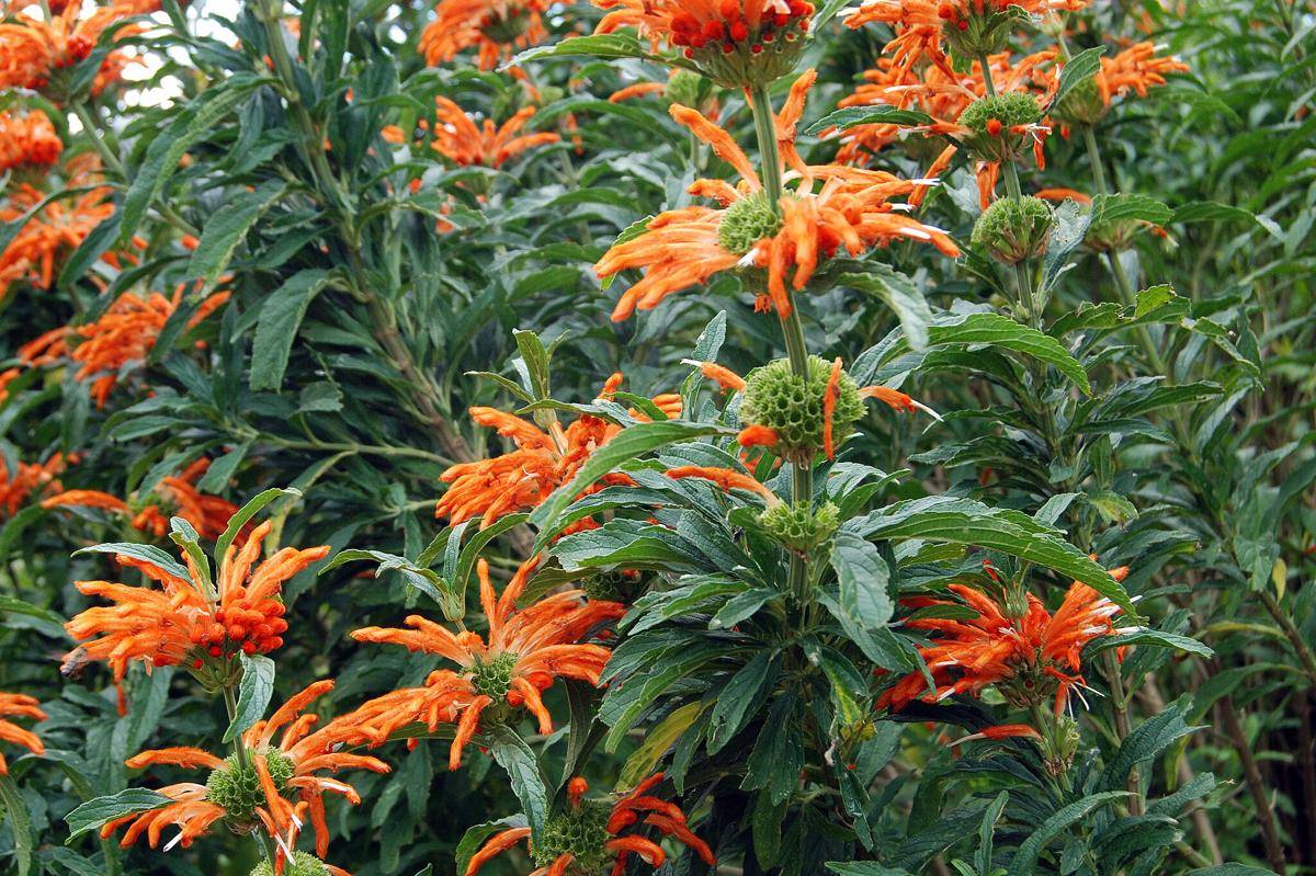 Leonotis Leonurus