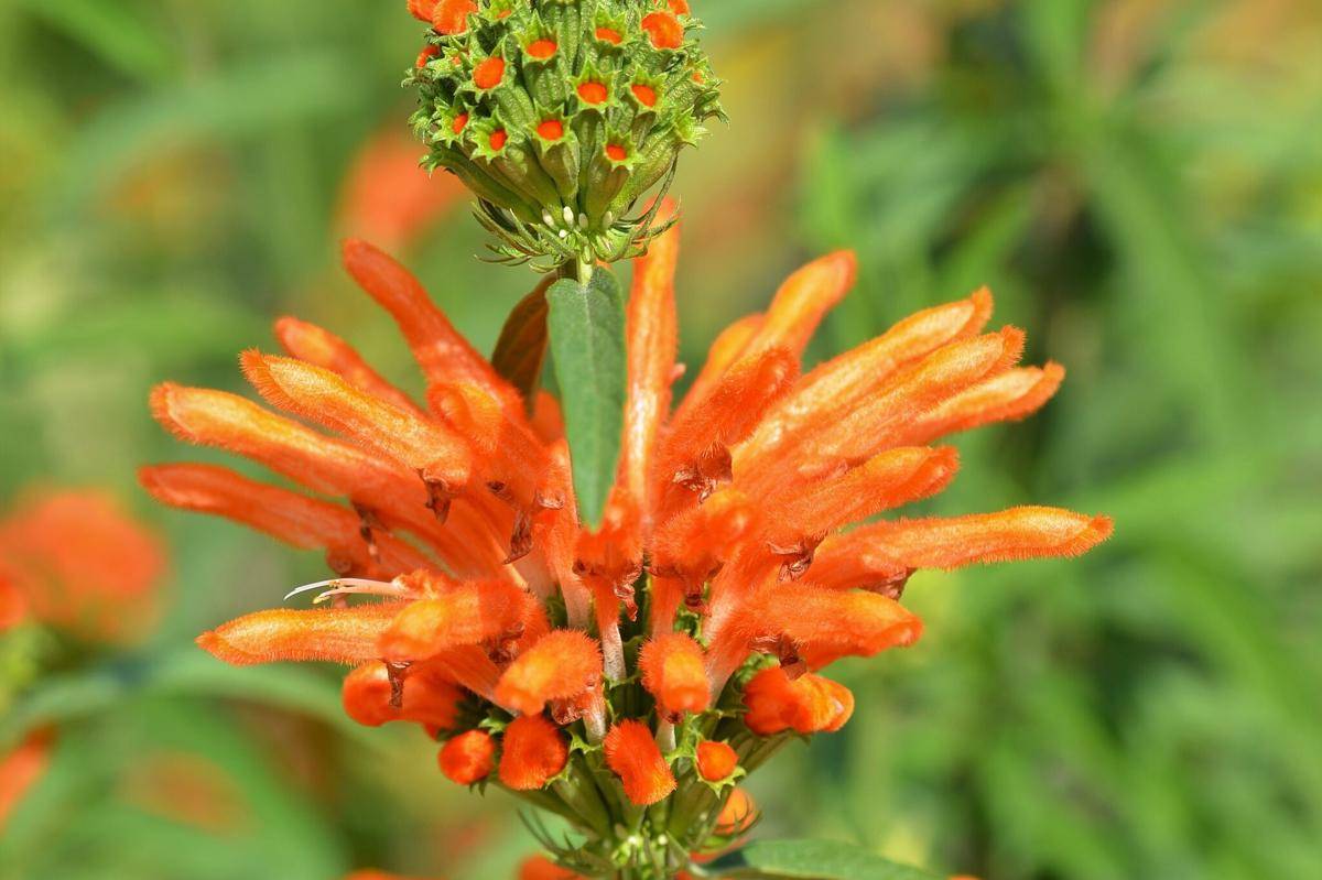 Leonotis Leonurus