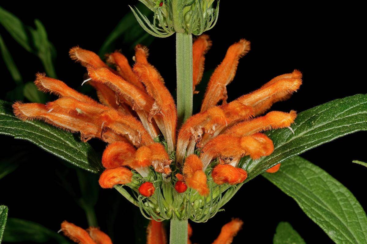 Leonotis Leonurus