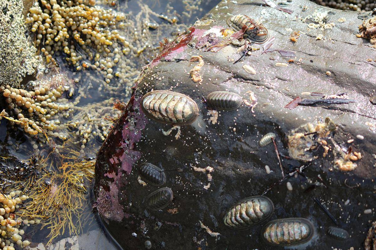 Chiton