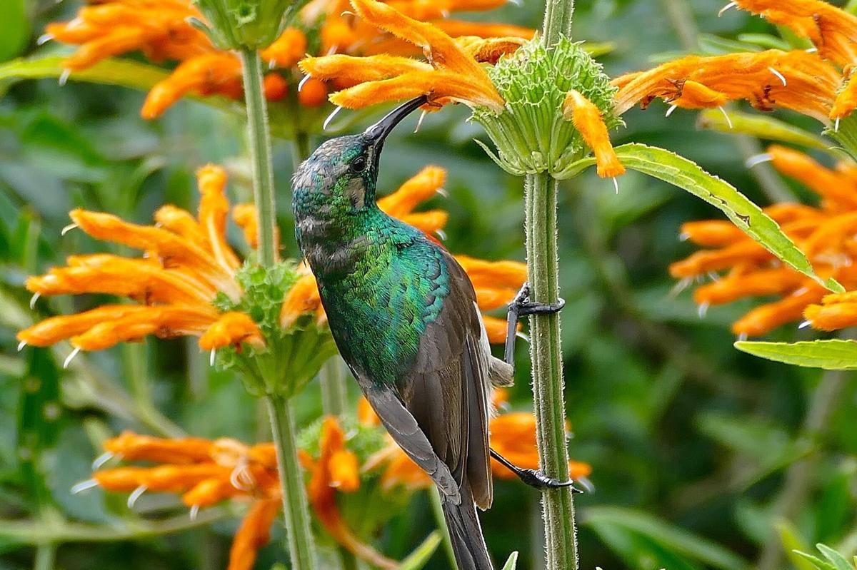 Leonotis Leonurus