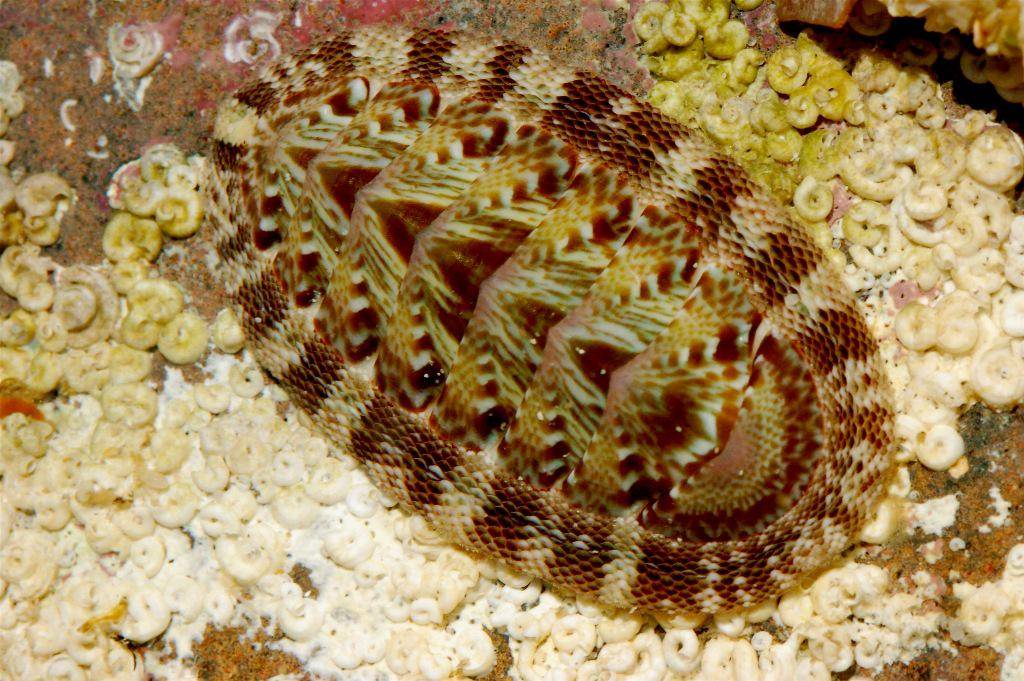 Chiton