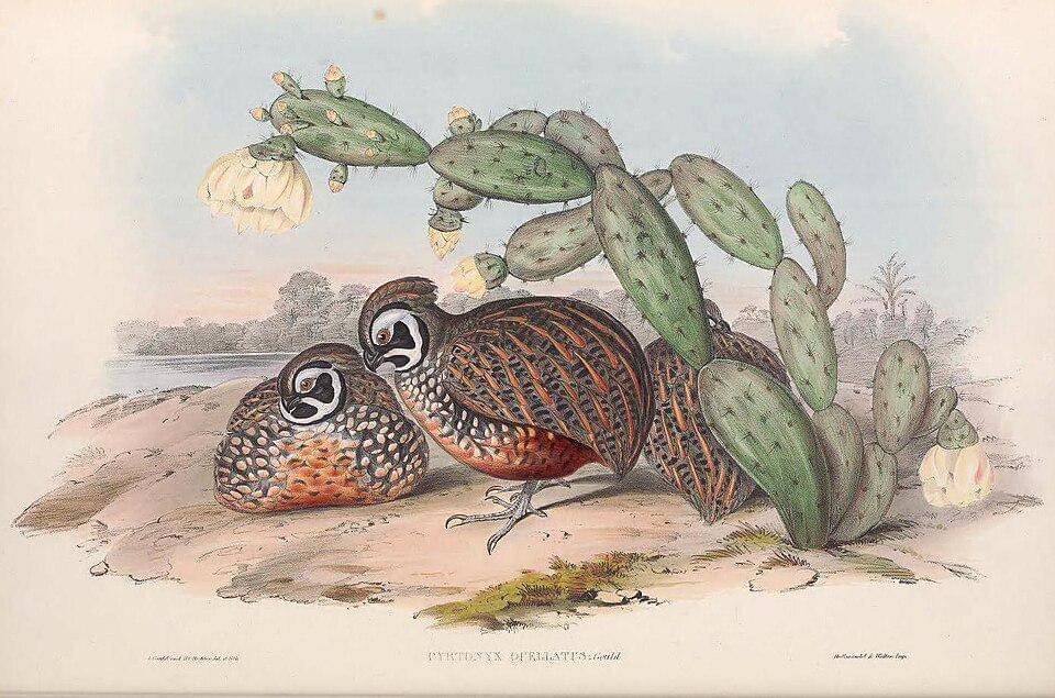 ilustrasi kelompok kecil puyuh ocellated (commons.wikimedia.org/John Gould & Henry Constantine Richter)