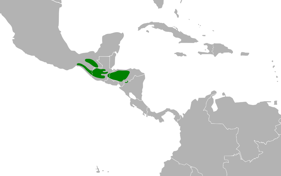 ilustrasi peta persebaran puyuh ocellated (commons.wikimedia.org/Cephas)