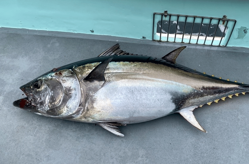 tuna sirip biru pasifik