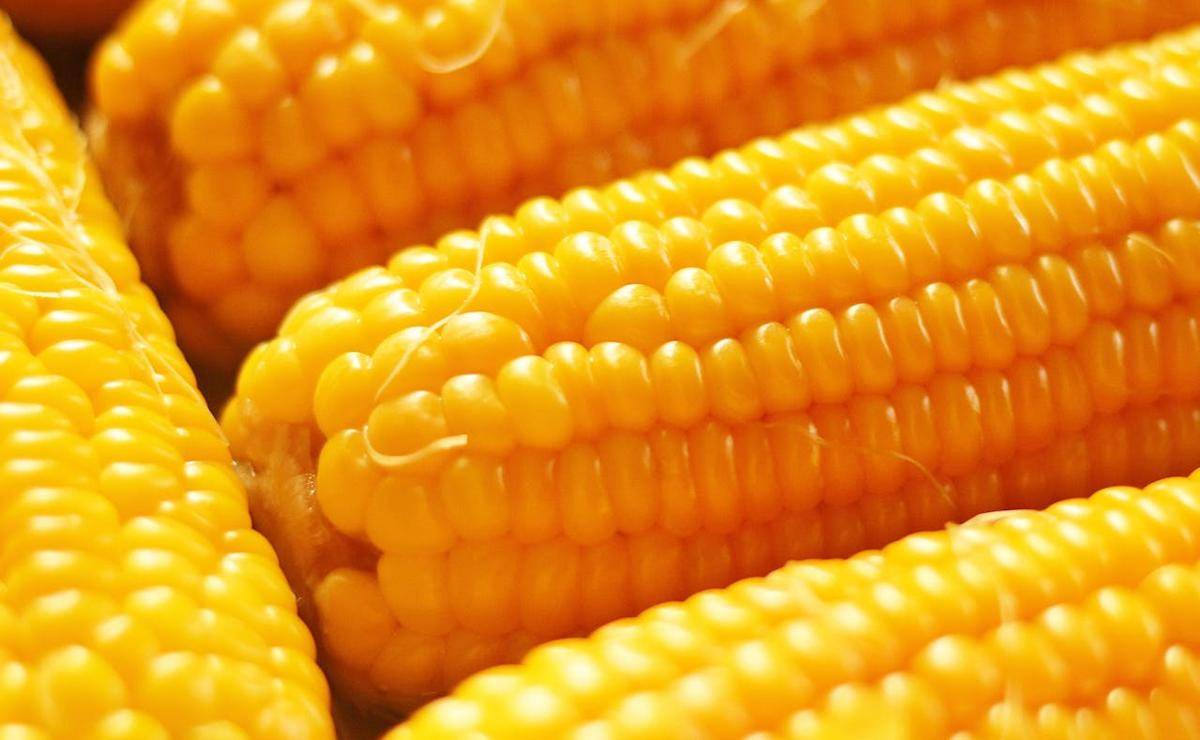 ilustrasi jagung