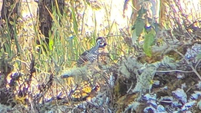 puyuh ocellated sedang mencari makan (inaturalist.org/benmeredyk)