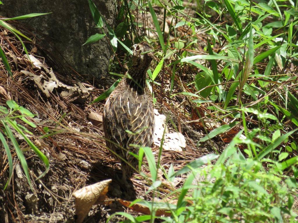 puyuh ocellated di sekitar sarang (inaturalist.org/sobeymorales)