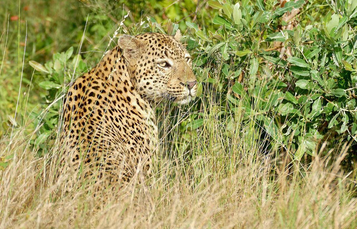 macan tutul (commons.wikimedia.org/Bernard DUPONT)