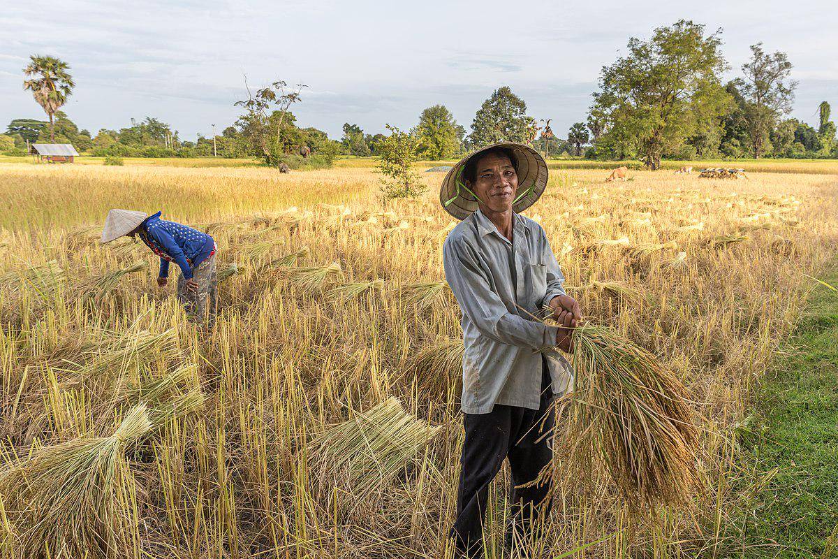 potret seorang petani dan istrinya sedang memanen padi di pedesaan Don Det