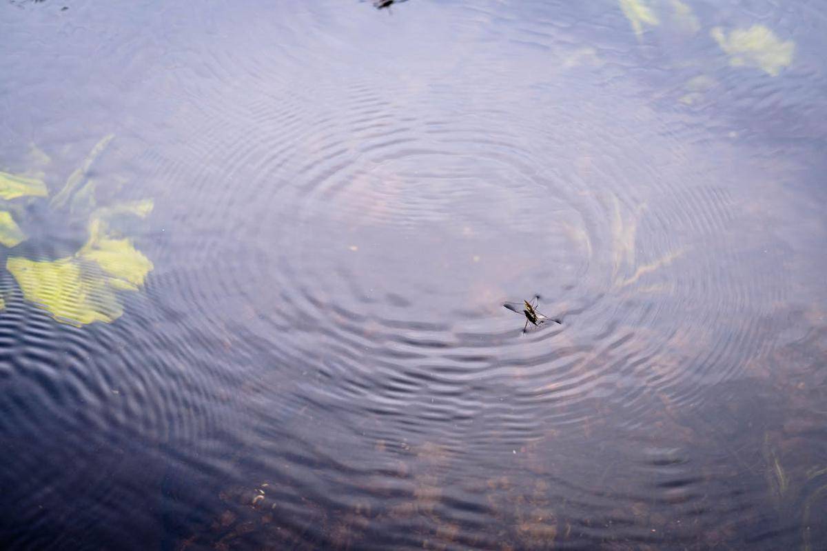 Water strider