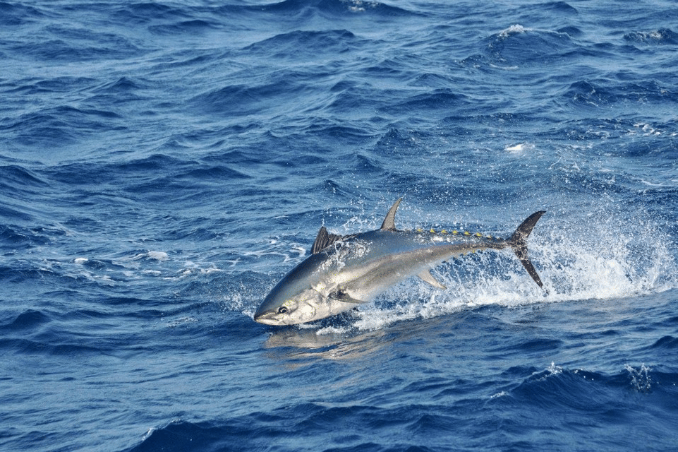 tuna sirip biru atlantik