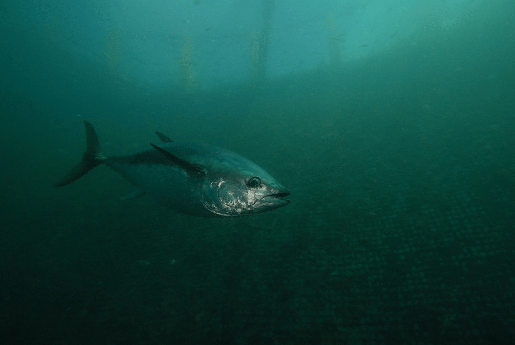 tuna sirip biru selatan