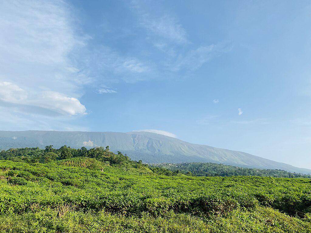pegunungan dan ladang teh di Kamerun