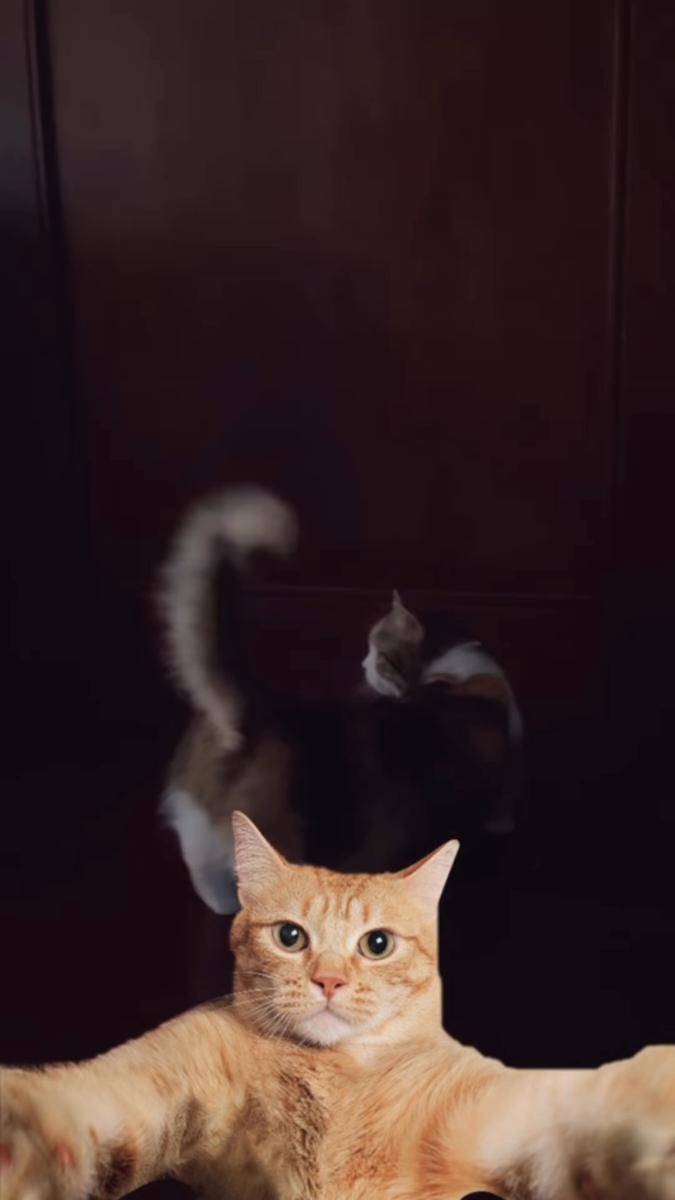 Dewi Perssik rawat kucing Eko patrio