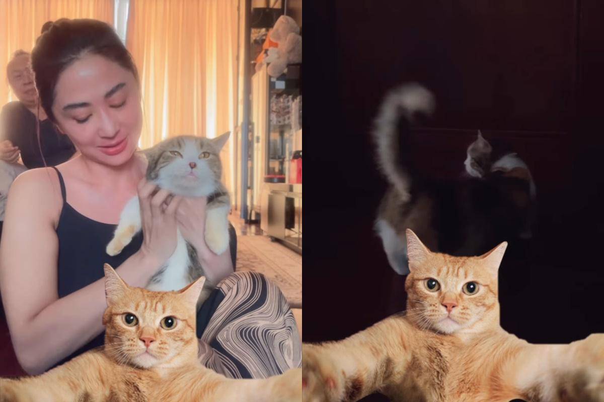 Dewi Perssik rawat kucing Eko patrio