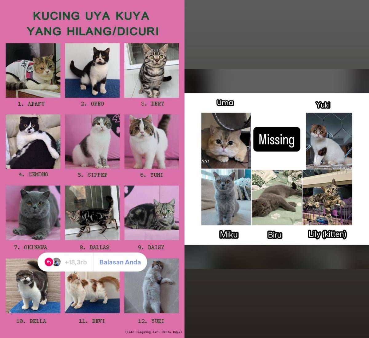 Kucing Uya Kuya