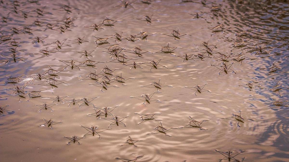 Water strider
