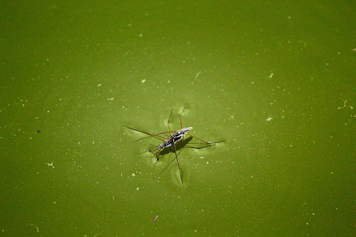 Water strider