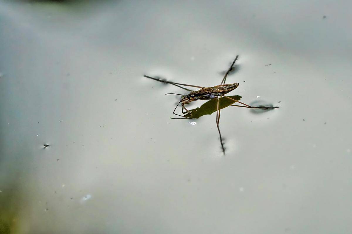 Water strider