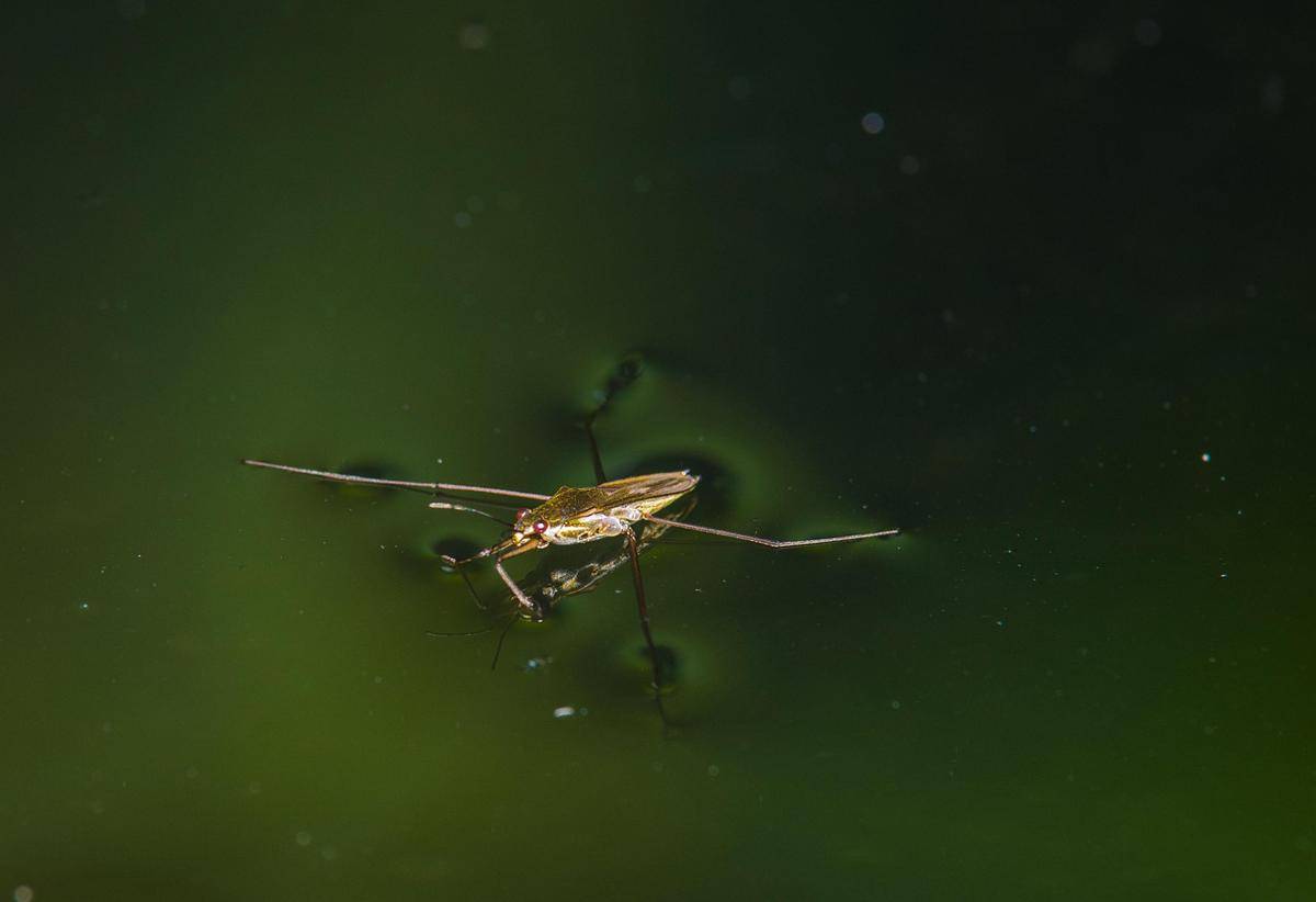 Water strider