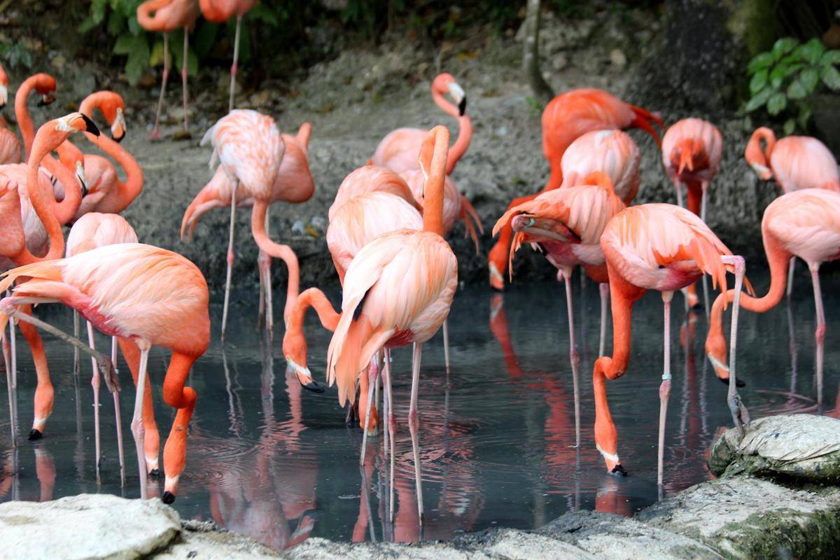ilustrasi flamingo