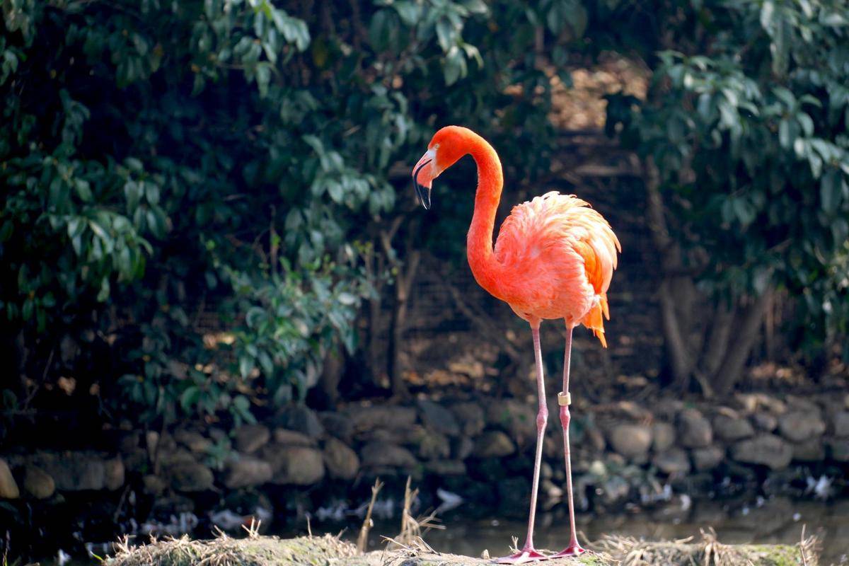 ilustrasi flamingo