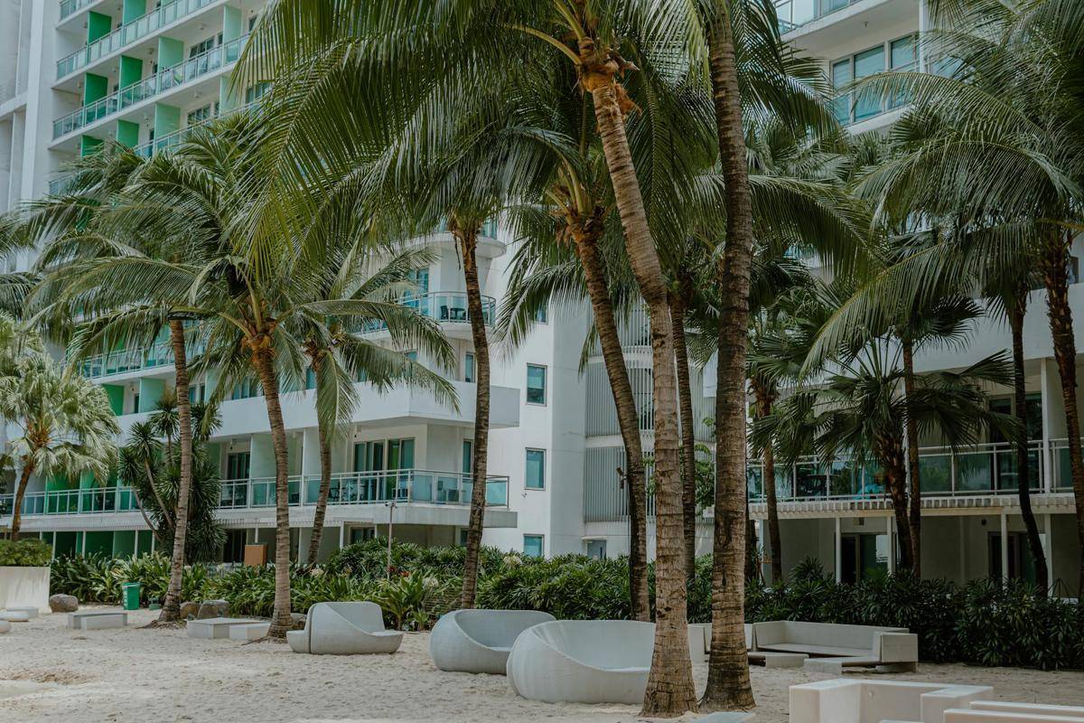 ilustrasi bamboo palm (pexels.com/Nothing Ahead)