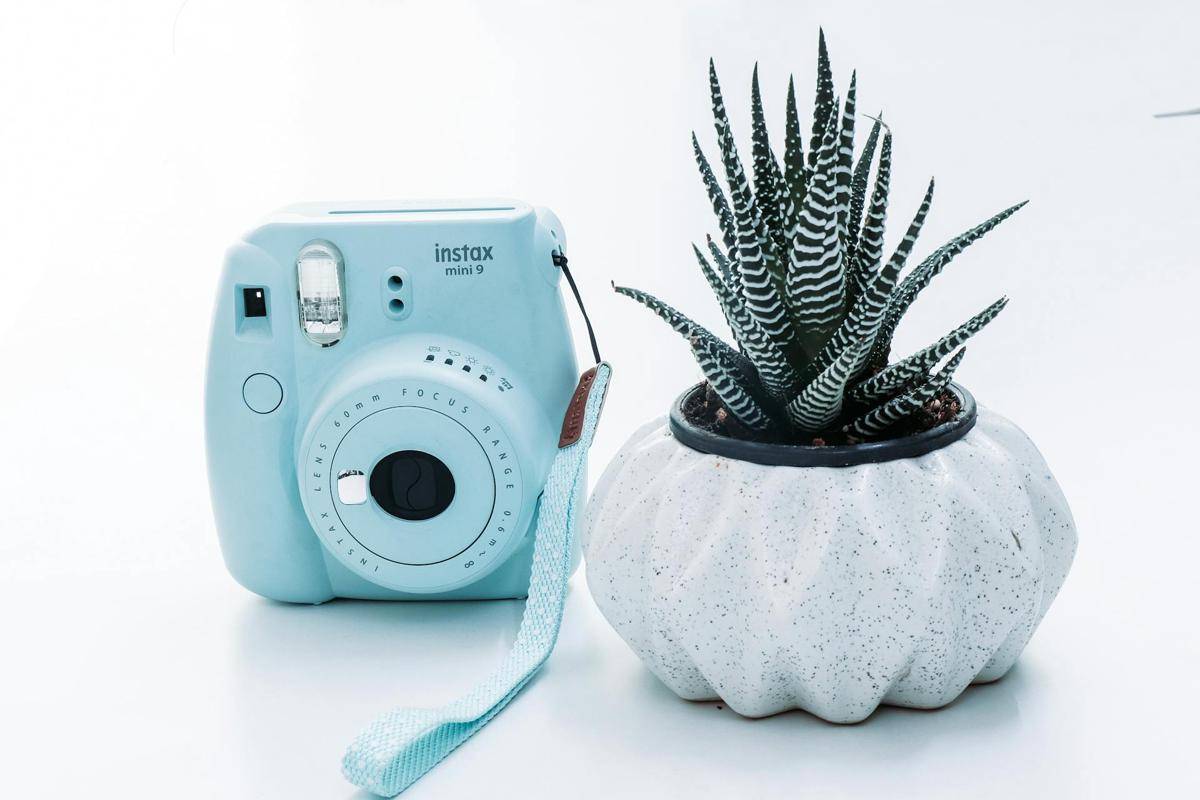 ilustrasi haworthia (pexels.com/Sanni Sahil)