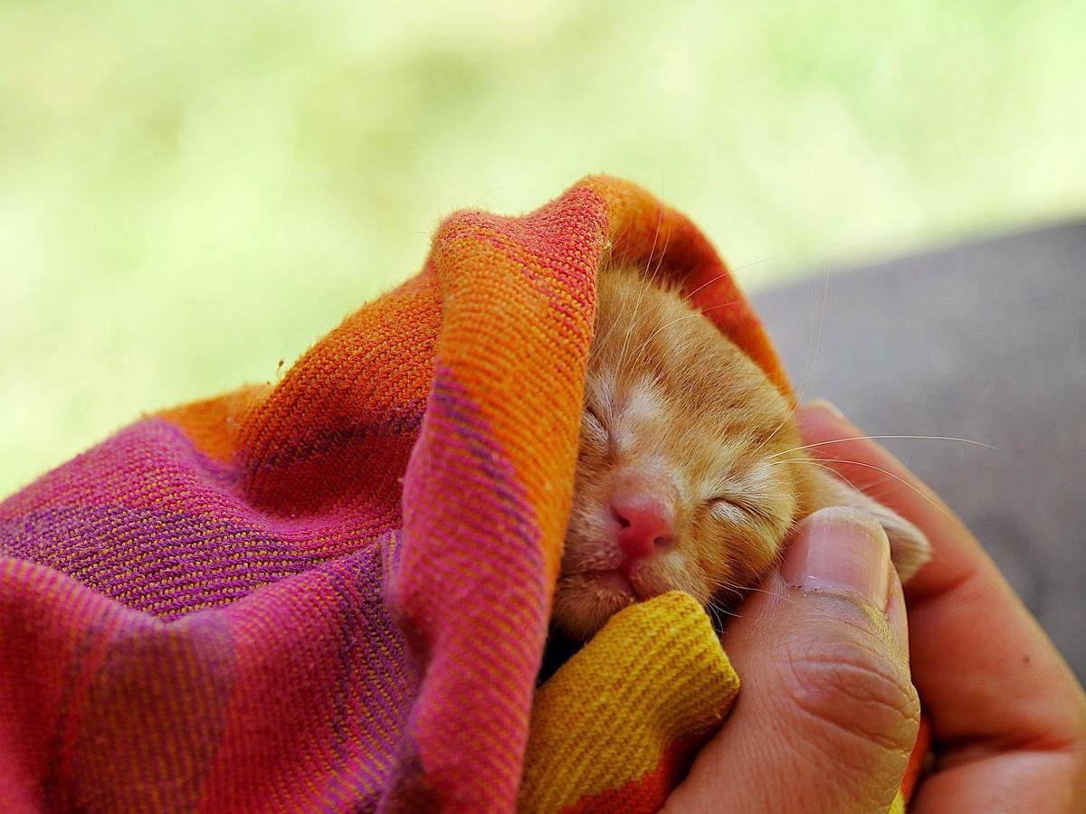 ilustrasi anak kucing (pixabay.com/AbouYassin)