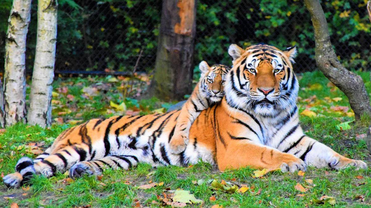 ilustrasi harimau
