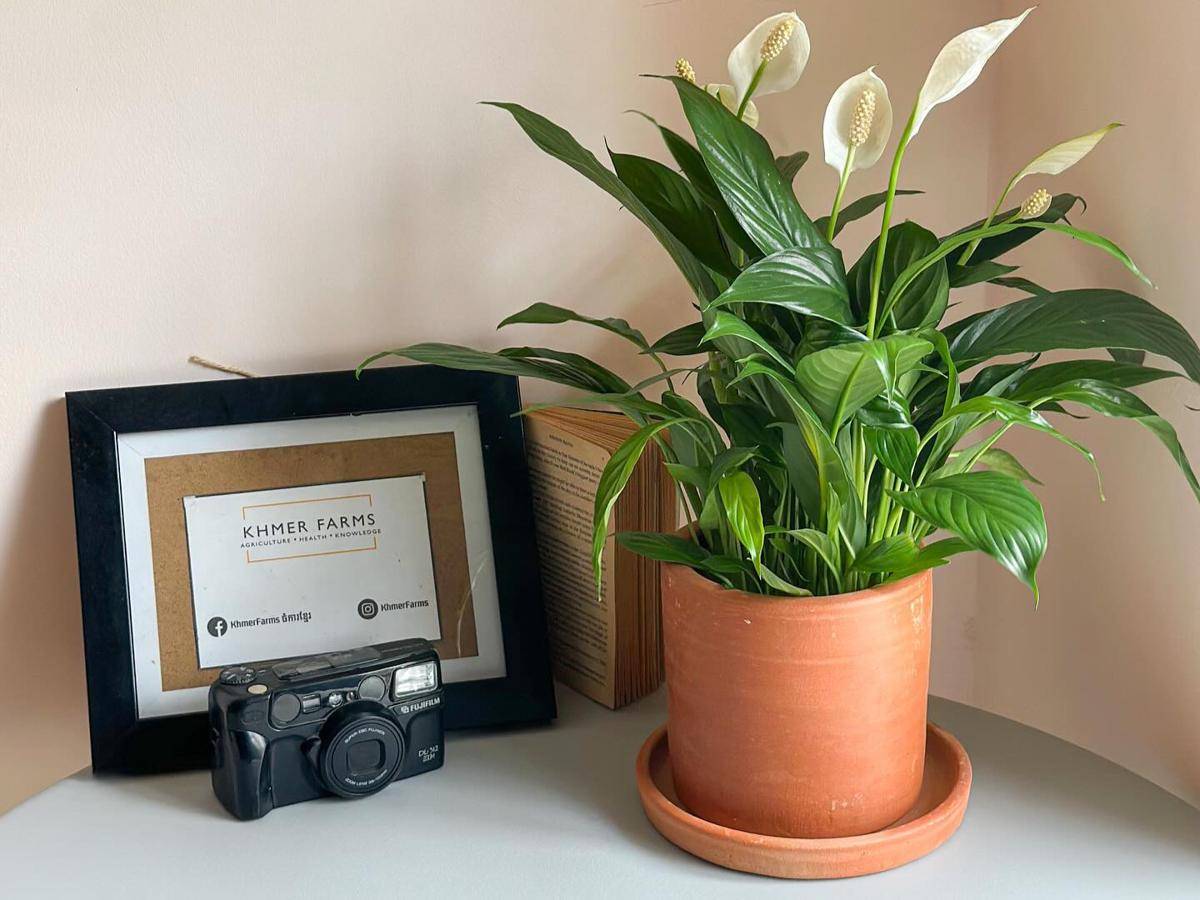 ilustrasi tanaman peace lily (instagram.com/khmerfarms)