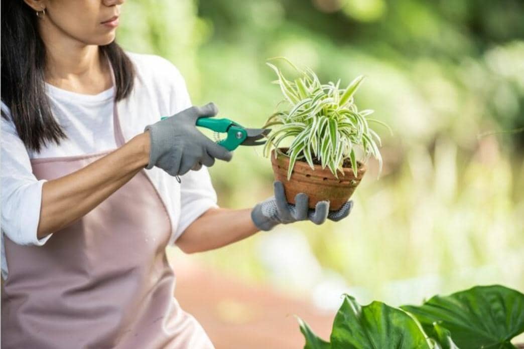 ilustrasi menggunting tanaman